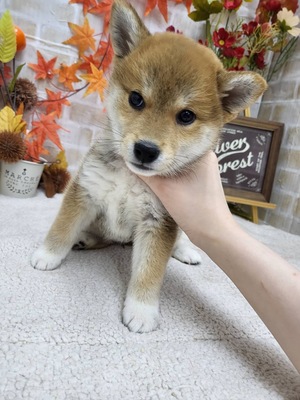 家族が決まりました