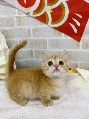 家族が決まりました