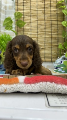 ミニチュアダックス