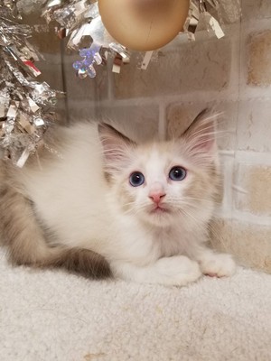 家族が決まりました。