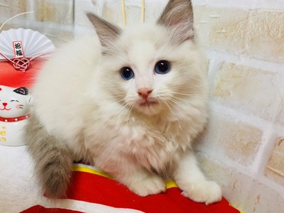 家族が決まりました。