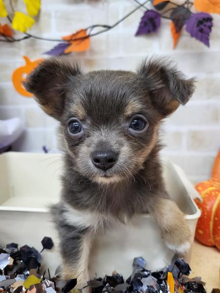 家族が決まりました