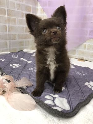 家族決まりました