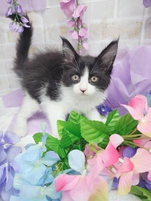 メインクーン　ご家族決まりました。