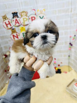 家族が決まりました