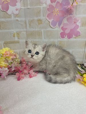 ミヌエットご家族決まりました。