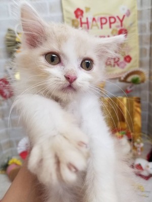 家族が決まりました。