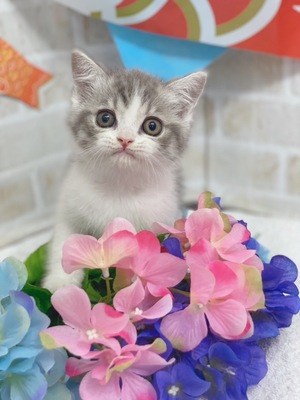 アメリカンショートヘア　ご家族決まりました。ー