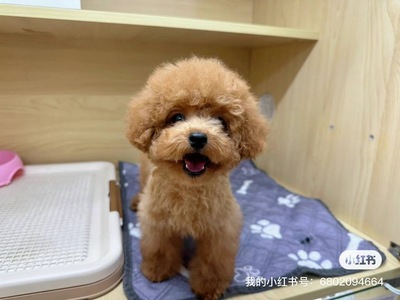 家族が決まりました