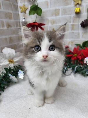 家族決まりました