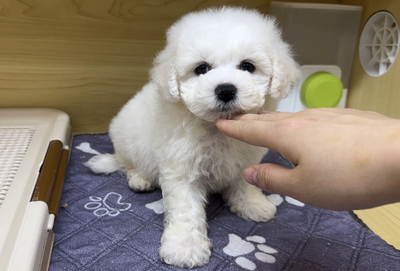 ご家族決まりました。ミックス（父：ビションフリーゼ　母：マルチーズ）