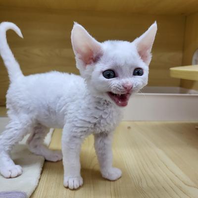 家族決まりました　デボンレックス