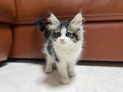 家族が決まりました