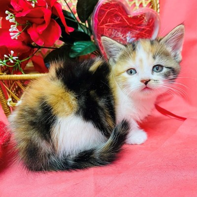 家族が決まりました