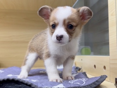 ウェルシュコーギー