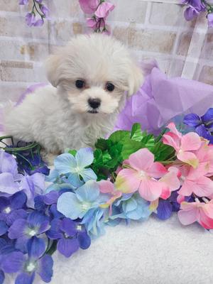 マルチーズ　ご家族決まりました。