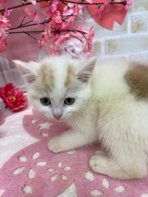 家族が決まりました