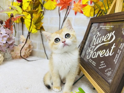 家族が決まりました