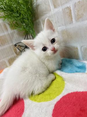 家族が決まりました