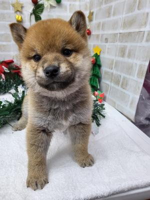 家族決まりました