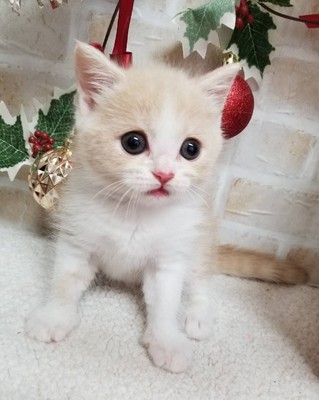 家族が決まりました！