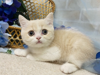 家族が決まりました