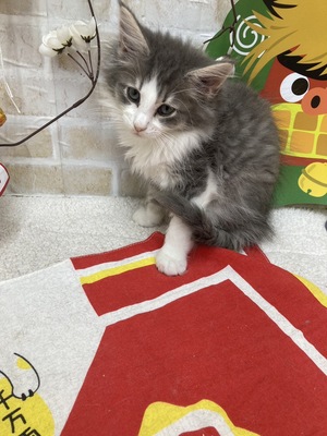 家族が決まりました