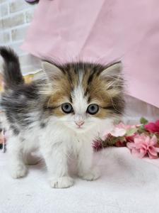 家族決まりました