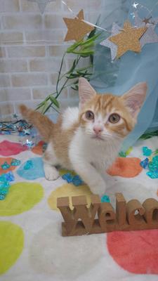 家族決まりました。マンチカン