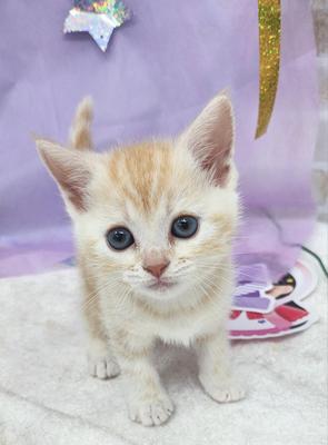 家族決まりました。スコティッシュフォールド