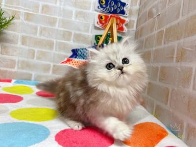 家族が決まりました