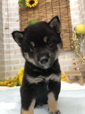 家族きまりました