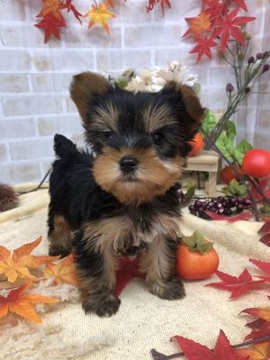 家族決りました!ヨークシャーテリア