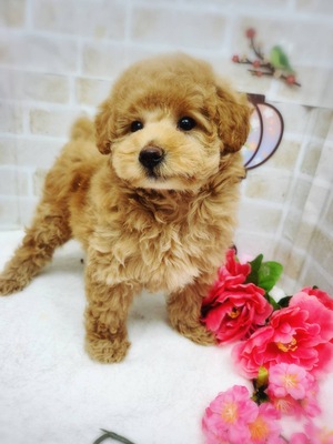 トイプードルご家族決まりました。