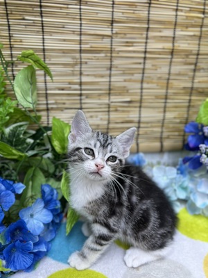 アメリカンショートヘアー