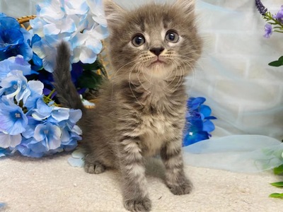 家族が決まりました