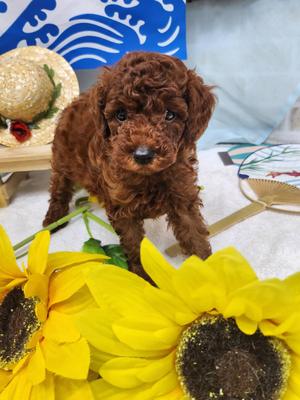 トイプードル &nbsp;&nbsp;ご家族決まりました。