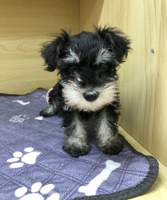 家族が決まりました