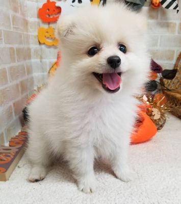 家族が決まりました！