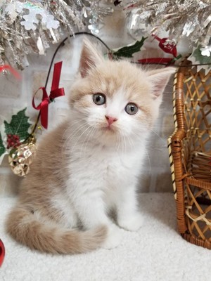 家族が決まりました！