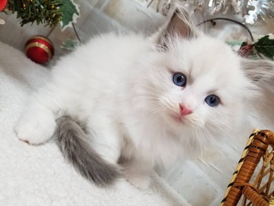 家族が決まりました！