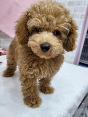 家族決まりました