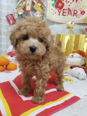 家族が決まりました。