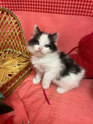 家族が決まりました。