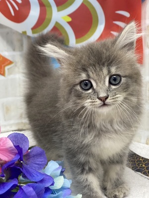 サイベリアンご家族決まりました。