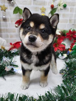 家族が決まりました