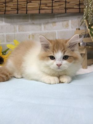 家族が決まりました