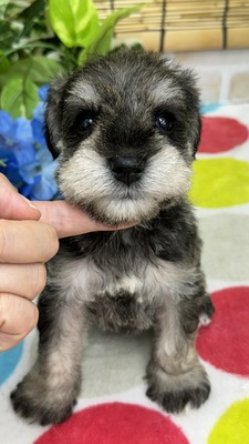 家族決まりました。ミニチュアシュナウザー