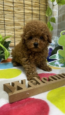 トイプードル　ご家族決まりました。