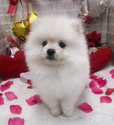 家族決まりました